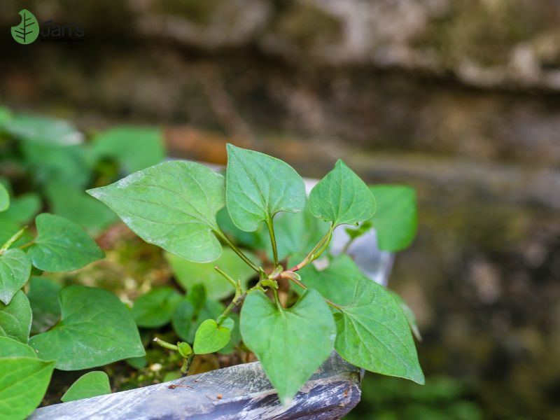 Bột diếp cá