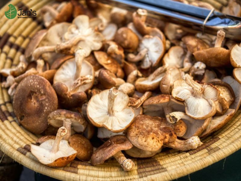 nấm hương